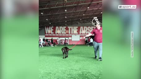 Dieser Hund macht Arsenal stark