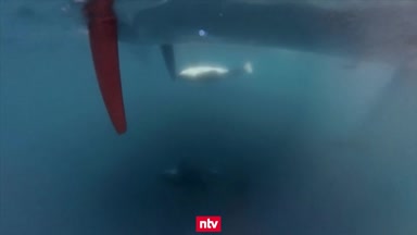 Orcas rammen Segeljacht beim Ocean Race