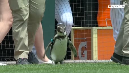 Pinguin "Pepe" besucht die Chicago White Sox