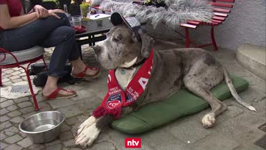 Hercules-Hype in Heidenheim