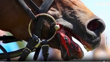 Blutregel-Änderung schreckt Reitszene auf