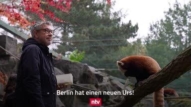 Süß! Union-Trainer bändelt mit Panda "Urs" an
