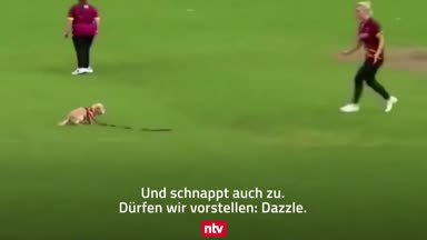 Tierischer Zwischenfall beim Cricket