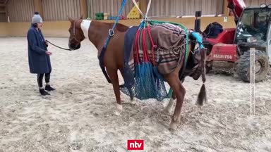 Herpes-Virus hält den Reitsport in Atem