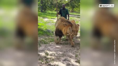 Ex-Profi sorgt mit Löwen-Auftritt für Aufsehen