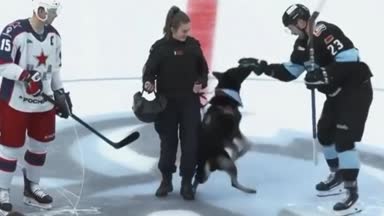 Autsch! Hund beißt Eishockey-Spieler