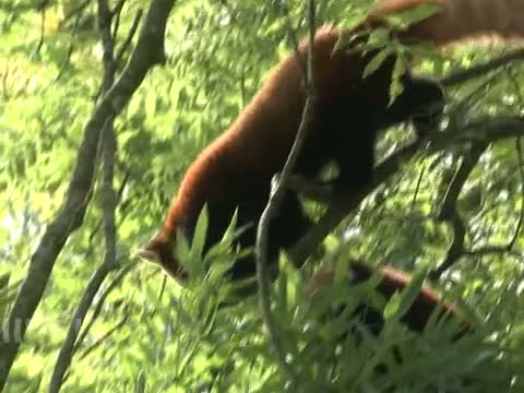 Zoo statt Fußballplatz: Gündogan und Piszczek werden Panda-Paten