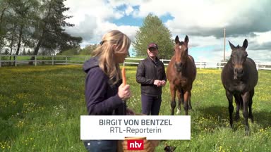 Zu Besuch bei Olympia-Held Michael Jung